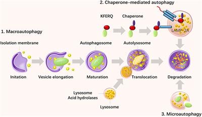 The Therapeutic and Pathogenic Role of Autophagy in Autoimmune Diseases